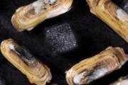 蛏子水开煮多长时间熟 煮蛏子用热水还是冷水