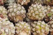 买回来菠萝没熟怎么办 菠萝催熟的最快方法