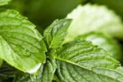 薄荷叶可以加什么泡水 薄荷泡水用开水还是冷水泡