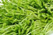黑豆发芽能吃吗 黑豆芽苗怎么发