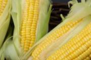 一根甜玉米的热量 甜玉米和糯玉米哪个减肥