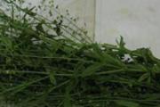 地菜煮蛋煮多久最好 地菜煮蛋怎么做