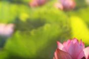 夏至为什么吃面