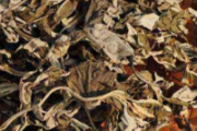 荨麻疹可以用艾草洗澡吗 除了洗浴还能服用治疗！