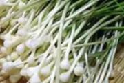 孕妇不能吃的野菜有哪些 孕妇可以吃蒲公英野菜吗