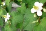 鱼腥草茶可以长期喝吗 常喝鱼腥草茶有副作用吗