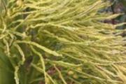 槟榔花的功效与作用