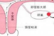 排卵期同房不孕原因