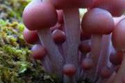 蘑菇中毒的症状