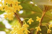 新鲜桂花可以直接泡茶吗 桂花干泡水放多少