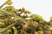 蕨菜焯水要多久 蕨菜焯水后可以冷冻吗