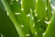 芦荟治百病，看完后小病小痛再也不用跑医院