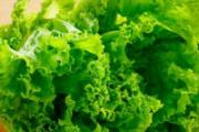 水煮生菜要煮多久 生菜生吃有寄生虫吗