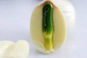 莲子苦怎么回事