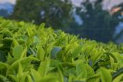 绿茶杀青怎么做 绿茶杀青有什么作用
