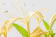 金银花水变绿还能给宝宝用吗 金银花水给宝宝洗澡有什么好处
