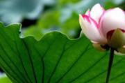 夏季养心之法 夏季养心，注意小细节心脏更健康