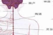 悬枢疼痛为什么 悬枢的准确位置图片