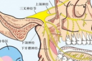 三叉神经在什么位置
