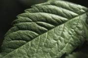 绞股蓝和罗布麻哪个好 绞股蓝和什么搭配最好