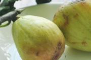 无花果一天吃几个最好 孕期一天吃几个无花果