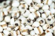 薏米哺乳期孕妇可以吃吗