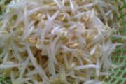 绿豆芽有什么营养价值 怎么吃绿豆芽最减肥