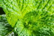 薄荷和鱼香菜怎么区分 薄荷叶泡水喝能减肥吗