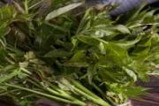 龙须菜怎么清洗 新鲜的龙须菜怎么保存