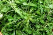 荠菜有点苦能吃吗 荠菜怎么去苦味