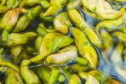 菱角吃了可以下奶吗 菱角怎么吃下奶