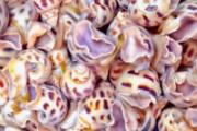 花螺冷冻后可以吃吗 花螺怎么冷冻保存