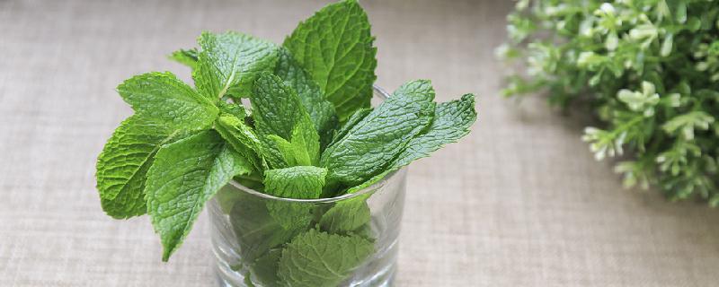 薄荷茶什么人不可以喝 薄荷茶食用禁忌 乐哈健康网