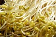 黄豆芽没炒熟会有毒吗 黄豆芽发黑了可以吃吗