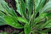 车前草有止咳功效吗 车前草怎么吃止咳