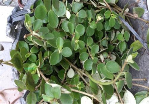 七月觅心飞ek发布的养生攻略_用户中心-乐哈健康网