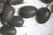 土元的功效与作用