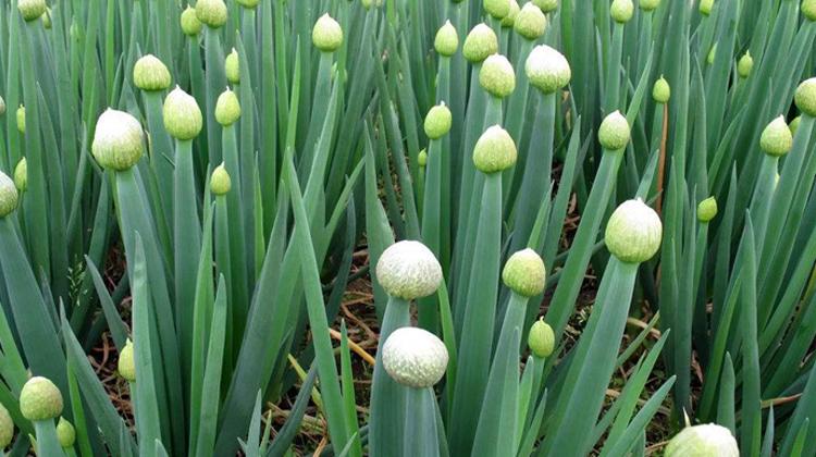 葱子的功效与作用葱子