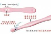 验孕棒怎么使用