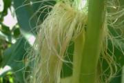 荨麻疹食疗
