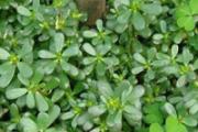马齿苋艾草治疗激素脸吗 激素脸治疗方法