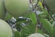 吃柚子能喝茶吗