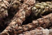 夏枯草和蒲公英可以一起泡水喝吗 夏枯草和蒲公英哪个散结好