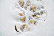 四季豆和冬瓜能一起吃吗 四季豆和冬瓜能一起煮吗