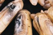 蛏子水里面泡一夜还能不能吃 蛏子泡水里变大正常吗