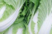 白菜的功效与作用