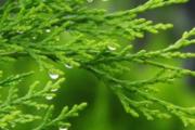 侧柏叶治疗白发的偏方 用这种树叶洗头，胜过几千元的脱发剂黑发剂！