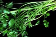 经常吃香菜好吗 香菜放冰箱怎么保存