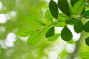 盆栽废弃树叶属于哪类垃圾 废弃树叶可以做什么