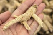 花旗参和西洋参的区别 花旗参和西洋参一样吗
